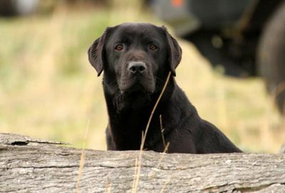 https://beereeganlabradors.com/wp-content/uploads/2018/01/nsw20state20rt20champ20201220149120scout.jpg