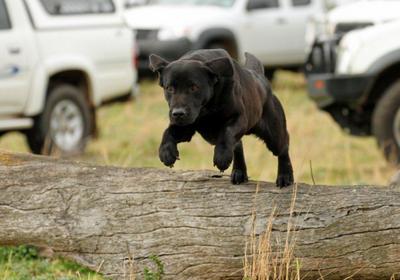 https://beereeganlabradors.com/wp-content/uploads/2018/01/nsw20state20rt20champ20201220149320scout.jpg